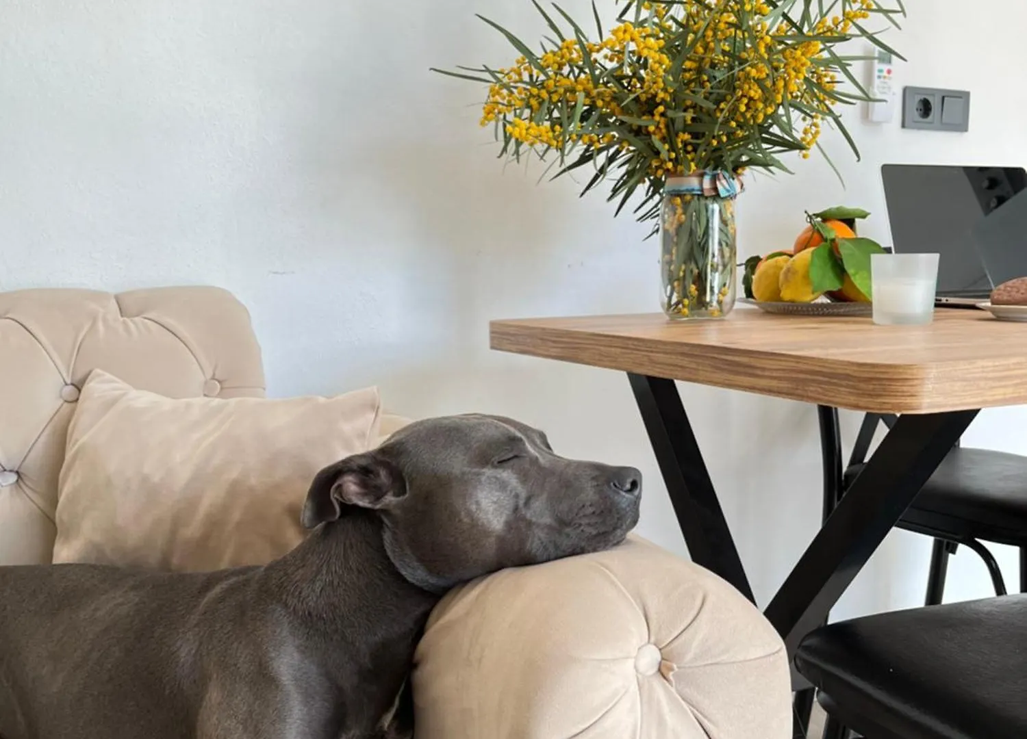 Aden Pet Apartment 페티예 0*,